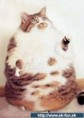 /album/zvieratka/images-phpjv-jpg/